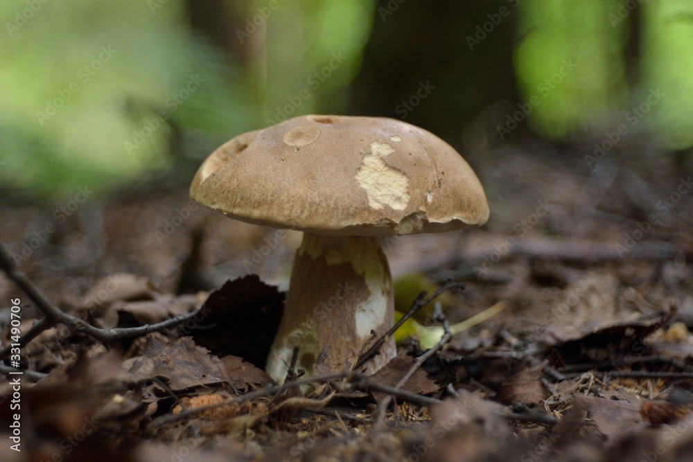 Picking mushrooms in the forest Picking mushrooms in the forest