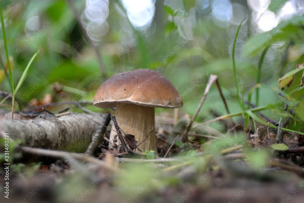 Picking mushrooms in the forest Picking mushrooms in the forest