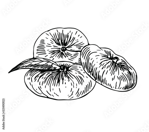 Flat peaches with leaf in line art style.