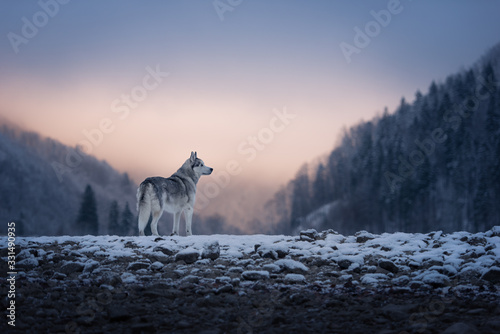 Der Ruf der Wildnis