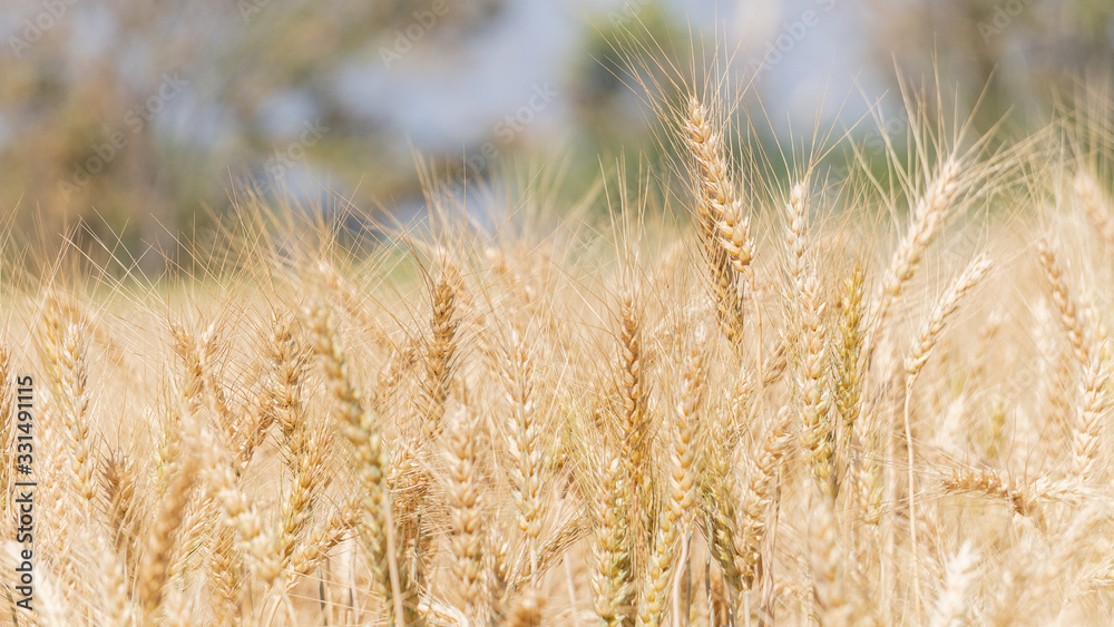Barley gray blurred background beautiful gardens in the fields Barley gray blurred background beautiful gardens in the fields