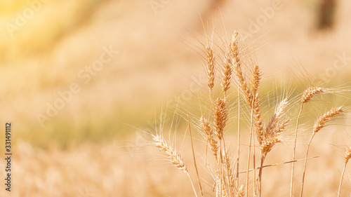 Golden golden barley shoots blurred background waiting for harvest