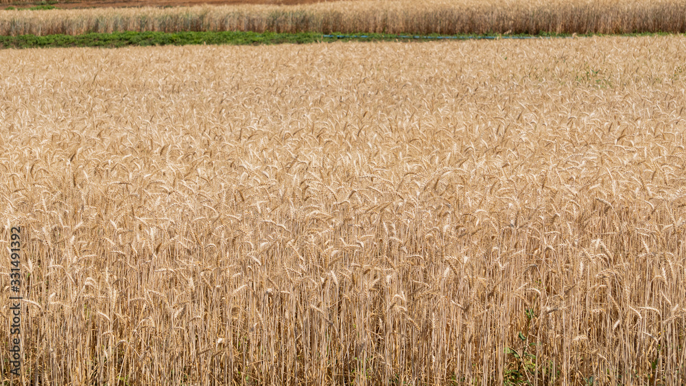 Fototapeta premium Gray barley fields awaiting harvest