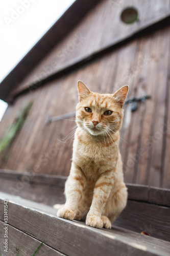 Big cute red cat looking at camera, sitting on the stairs on wooden barn background