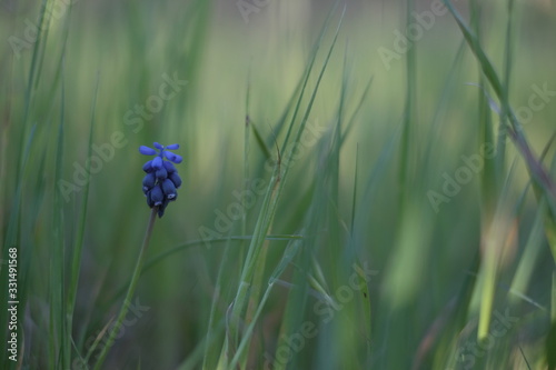 meadow in spring with muscari plant of the liliaceae family