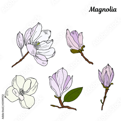 Magnolia flowers on a branch with leaves. Set of spring flowers. Sketch  outline  hand drawing. Elegant tropical flowers for design of greeting cards  invitations  print  banners  packaging.