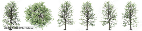 Set or collection of green maple trees isolated on white background. Concept or conceptual 3d illustration for nature, ecology and conservation, strength and endurance, force and life