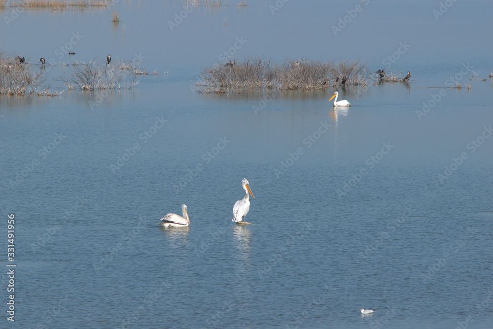 Lake Karla , Greece , wild flora and fauna, in a protected ecological environment