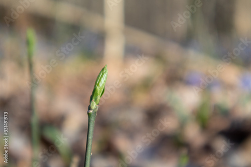Spring small green bud sprout branch in forest