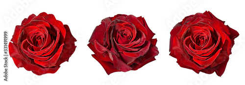 rose isolated on the white