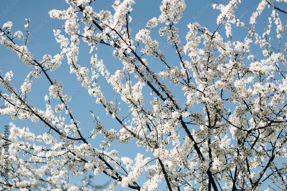 White spring flowers growth at tree at sunny day. Flower texture White spring flowers growth at tree at sunny day. Flower texture