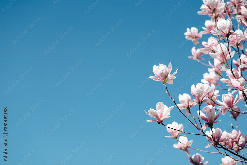 Magnolia's spring flowers at blue sky background. Spring texture with pink flowers. Space for text Magnolia's spring flowers at blue sky background. Spring texture with pink flowers. Space for text