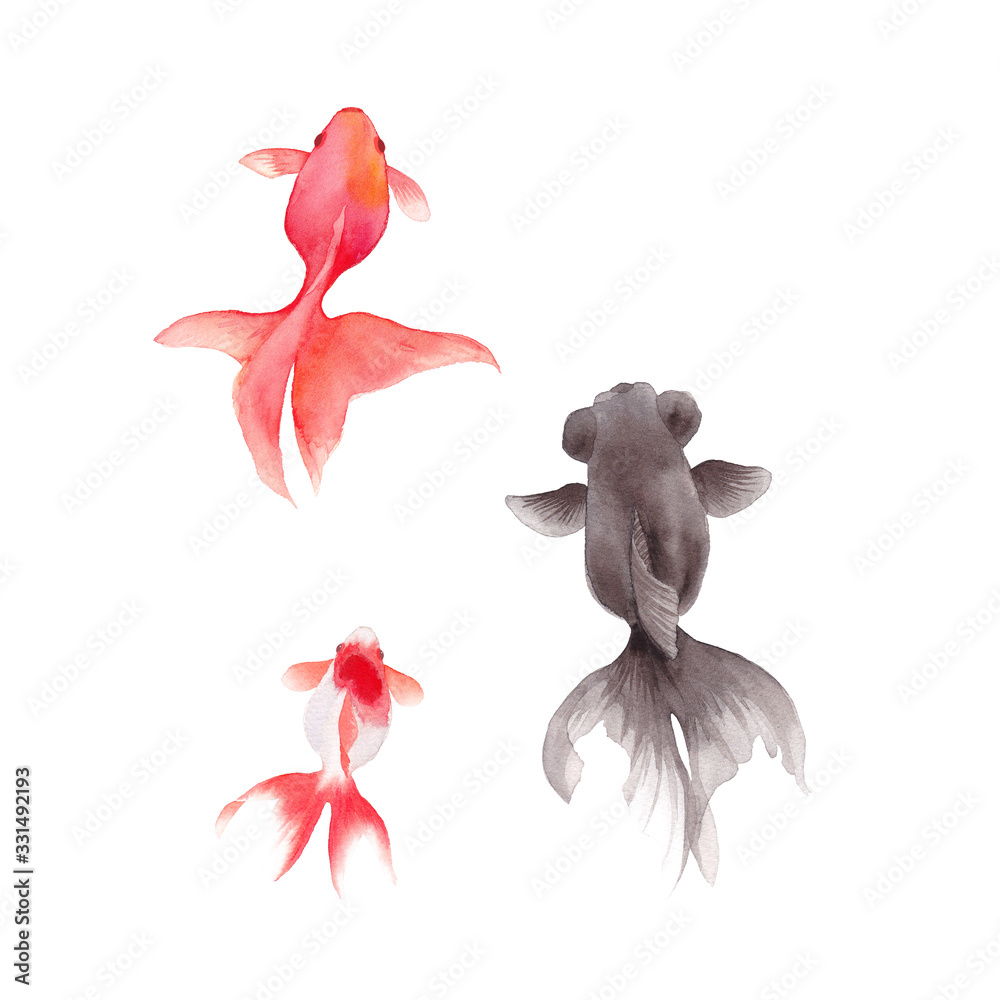 金魚3種の水彩イラスト Stock Illustration Adobe Stock