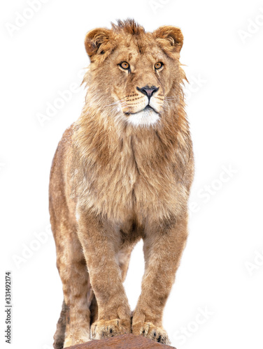  lion stands against isolated on white background