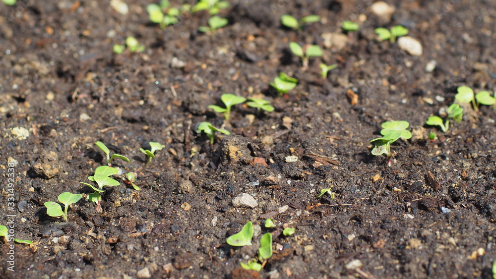 sprouts of a tomato sprouts of a tomato