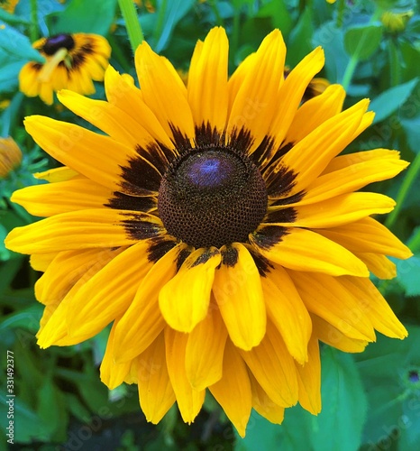 Sunflower at Buchart Gardens , Victoria , BC , Canada  photo