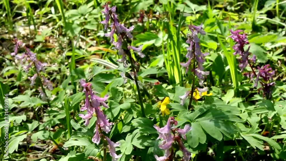 Corydalis is a flower of early spring. The indescribable beauty of flowering Corydalis. Corydalis is a flower of early spring. The indescribable beauty of flowering Corydalis.