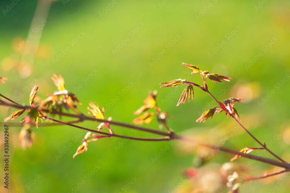Baby Japanese Maple Leaves