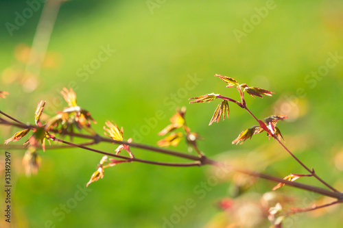 Baby Japanese Maple Leaves © Katherine Kirkland