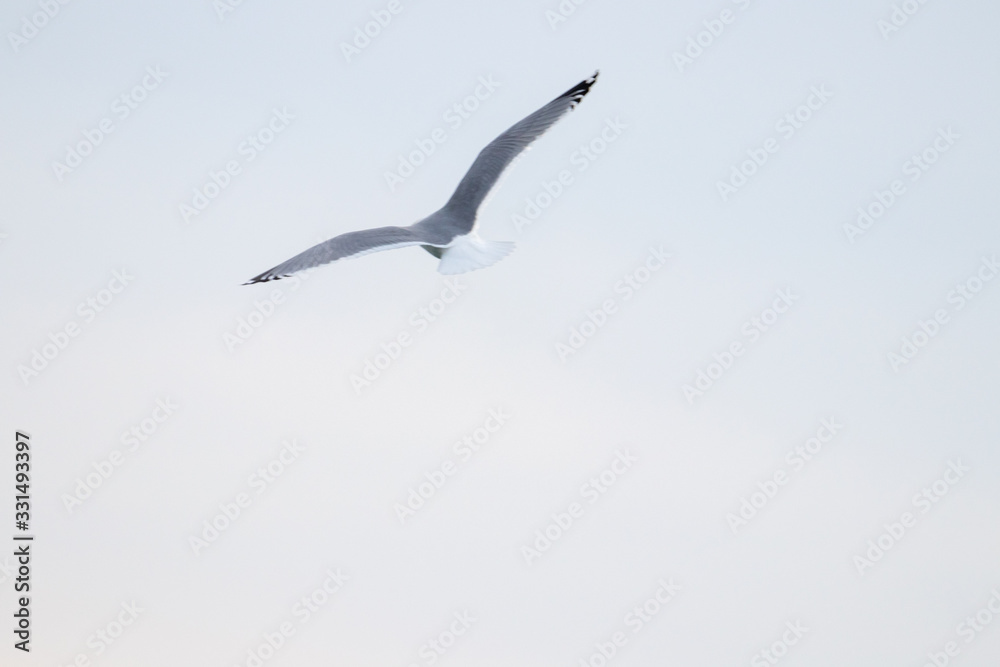 Free flying seagull on the beach Free flying seagull on the beach
