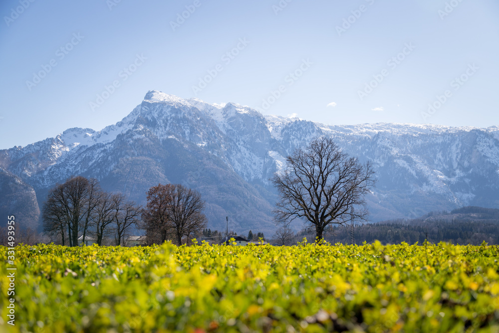 Idyllic nature landscape scenery in spring: Snowy mountains, green grass and trees