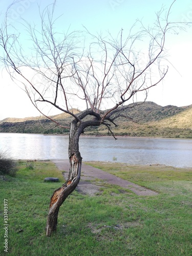 tree on the shore of lake © Magdalena