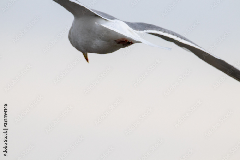 Obraz premium Free flying seagull on the beach