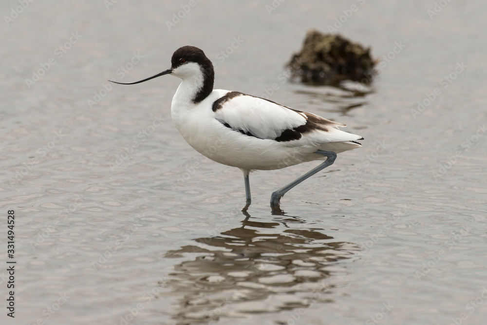 Avocette élégante, Recurvirostra avosetta, Pied Avocet Avocette élégante, Recurvirostra avosetta, Pied Avocet