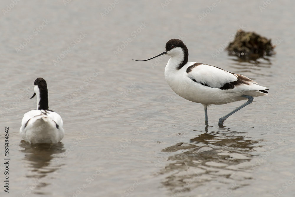 Avocette élégante, Recurvirostra avosetta, Pied Avocet