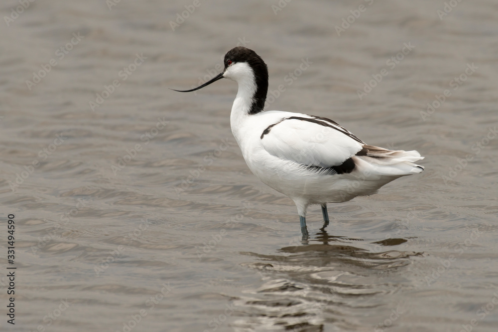 Avocette élégante, Recurvirostra avosetta, Pied Avocet