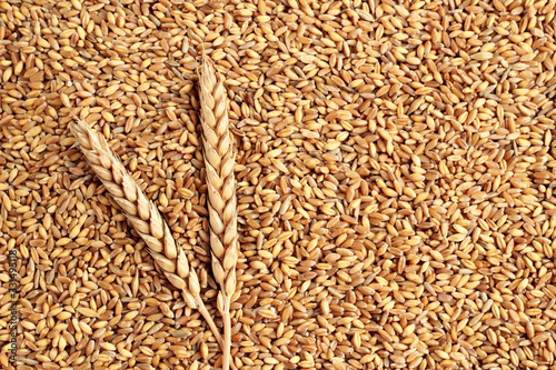Ears of wheat in shelled background with wheat spike.