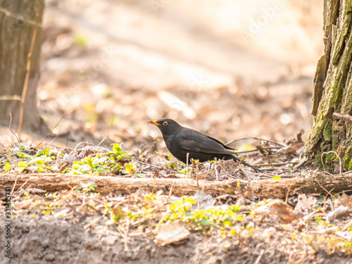 Blackbird bird in the spring forest under the sun rays. Nature. Birds. Background image. Animal world. photo