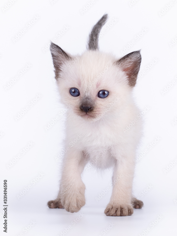 a small kitten isolated on a white background