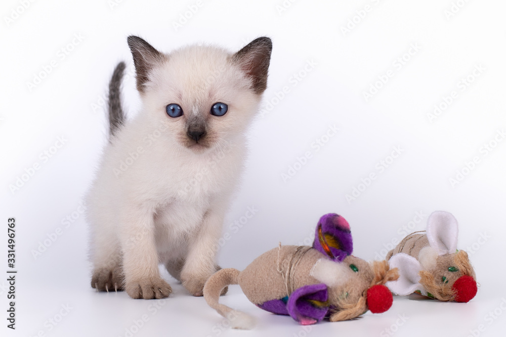 a small kitten with a mause is isolated on a white background a small kitten with a mause is isolated on a white background