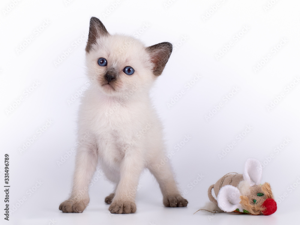 a small kitten with a mause is isolated on a white background