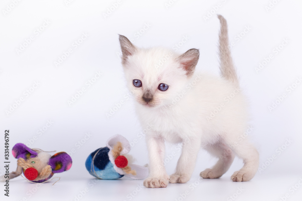 a small kitten with a mause is isolated on a white background