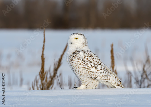 Female Snowy Owl Sitting on Snow Field in Winter © FotoRequest