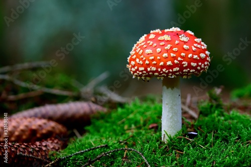 Fotografie Fliegenpilz im Herbstwald