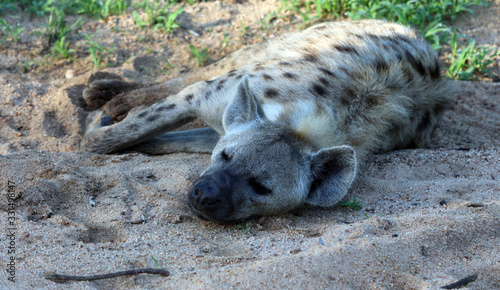 Hyena resting in the cool of the evening  Sabi Sands Game Reserve