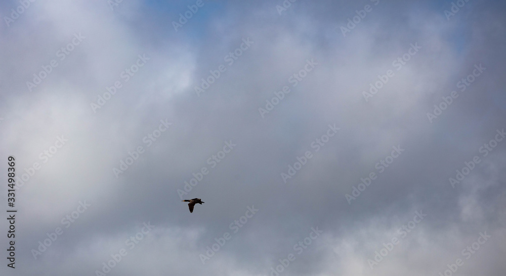 A Cormorant flying in the sky