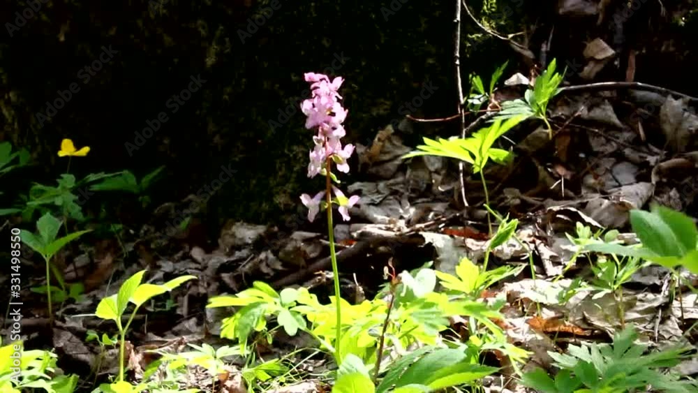 Corydalis fluctuates under the influence of wind. This flower appears in early spring when the snowdrop blooms. Corydalis fluctuates under the influence of wind. This flower appears in early spring when the snowdrop blooms.