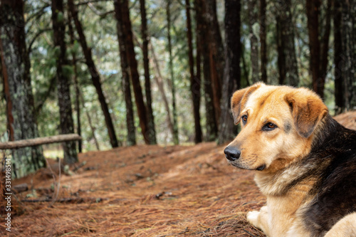 yellow/black mixed breed dog lying in ground looking with atention, dried brown pine needles and pine forest ad background