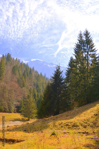 Carpathian mountains. Typical landscape in the forests of Transylvania, Romania. Green landscape in the midsummer, in a sunny day