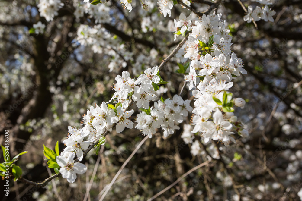 Lovely white cherry blooms on the branches. They are blooming before they get the leaves. From the neighbours backyard Lovely white cherry blooms on the branches. They are blooming before they get the leaves. From the neighbours backyard