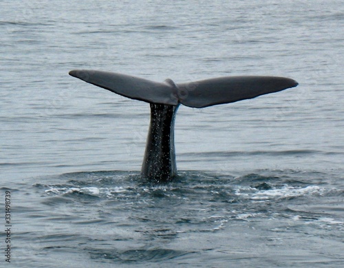 Tail of a Humpback whale
