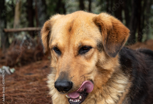 Closed up portrait to a yellow/black mixed breed dog  with its tongue hanging out in savoring actitude with dried brown pine needles and pine forest at background