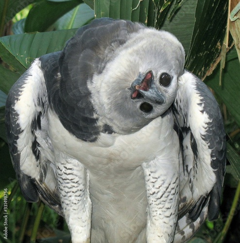 Foto A Harpy Eagle being silly, flirting with the camera