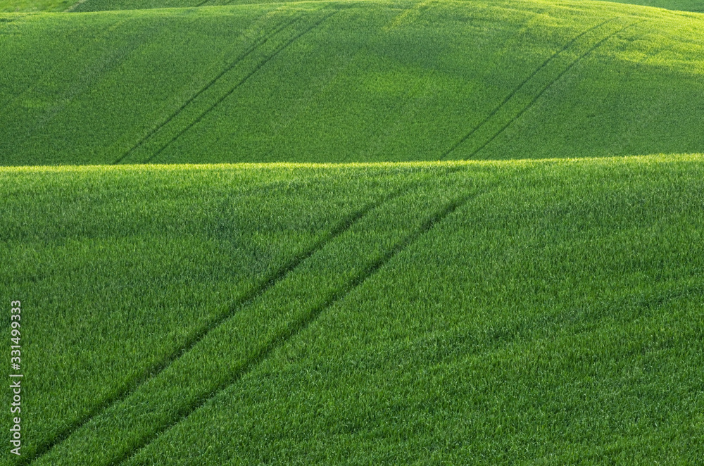 Rolling hills of green wheat fields in the Palouse region of the Inland Empire of Washington. Washington. United States Rolling hills of green wheat fields in the Palouse region of the Inland Empire of Washington. Washington. United States