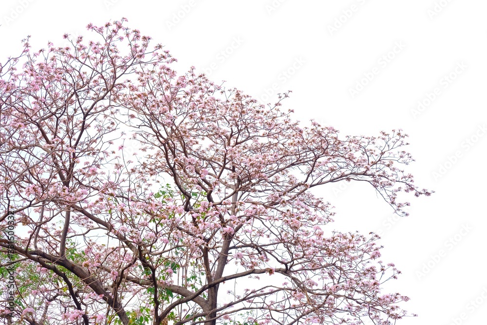 A sweet Tabebuia flower blossom on a tall tree with branches ,white sky background