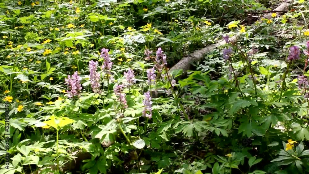The indescribable beauty of flowering Corydalis. Unobtrusive, harmonious colors of Corydalis. The indescribable beauty of flowering Corydalis. Unobtrusive, harmonious colors of Corydalis.